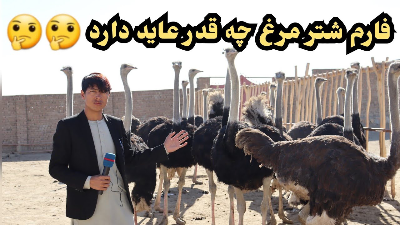 بزرگترین فارم شتر مرغ در نواباد شهر غزنی
