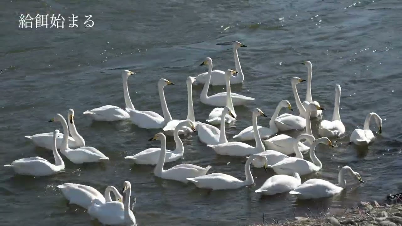 Hyoko Weekly 2026 02 26