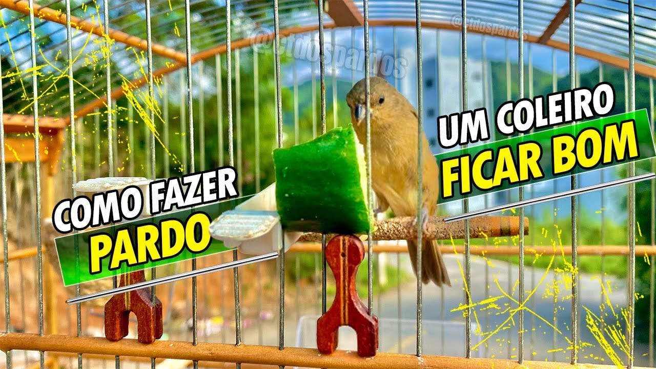 3 coisas que fazem um papa-capim pardo ficar bom 