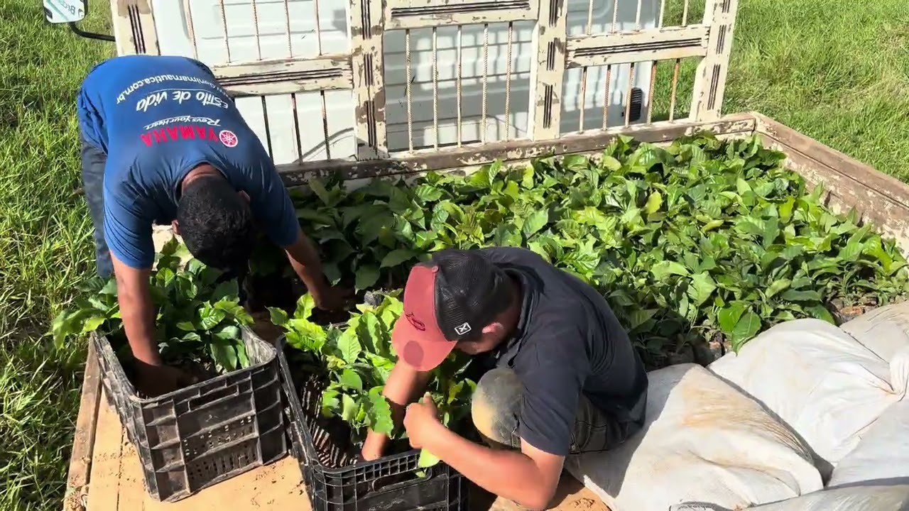 Entrega de café 