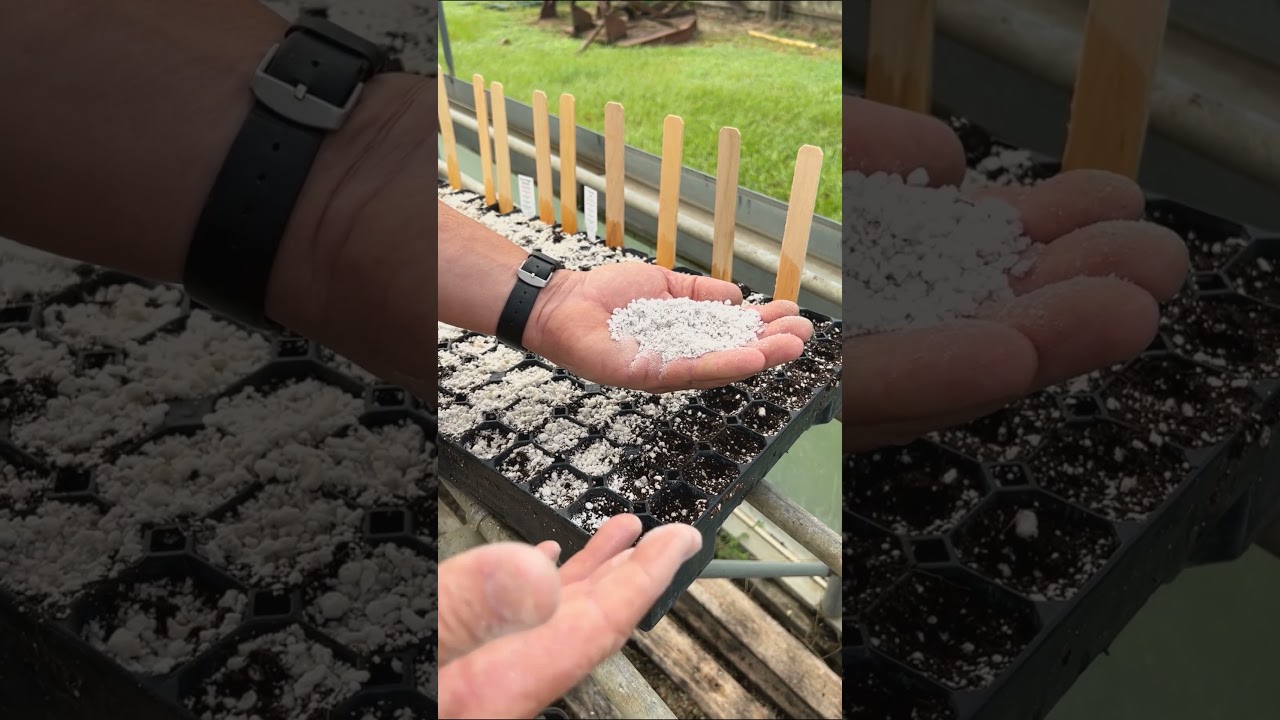 Why Perlite??