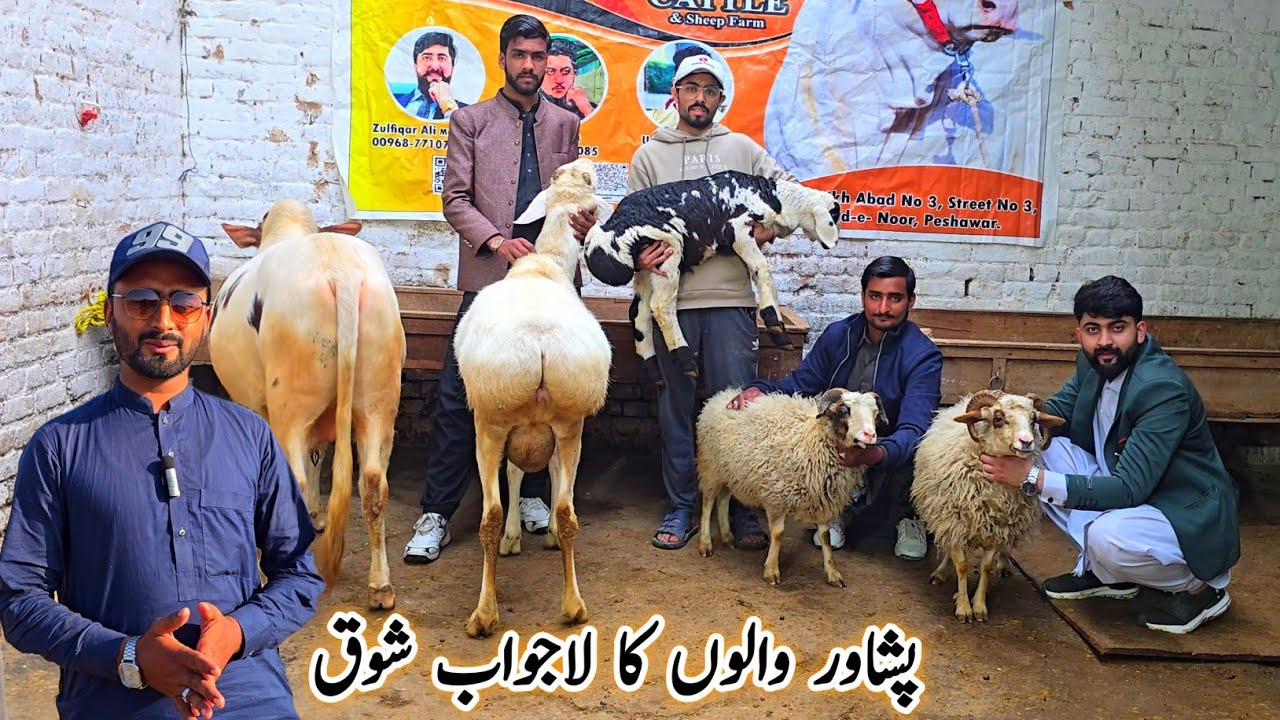 Zaviyar Sheep & Cattle Farm Peshawar 15 February 2026 | Qurbani Bakra Eid Session 2026
