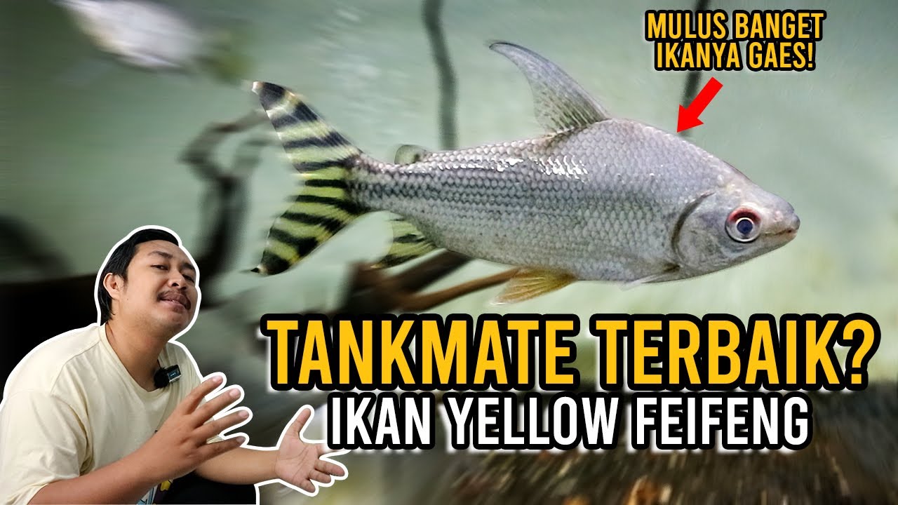 TANKMATE TERBAIK??? REVIEW IKAN YELLOW FEIFENG