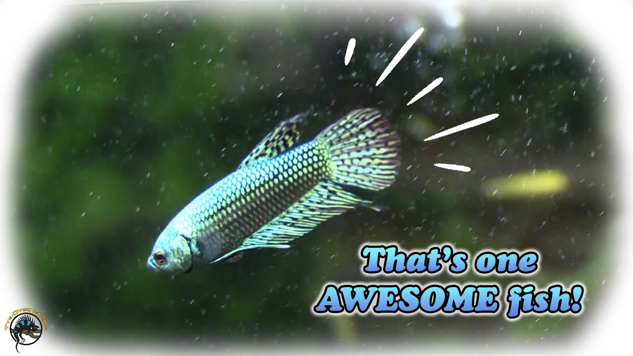 The Most Amazing Alien Betta! 👽 -- Eric Shows Off Our New Fish for Christmas! 🐠🎅