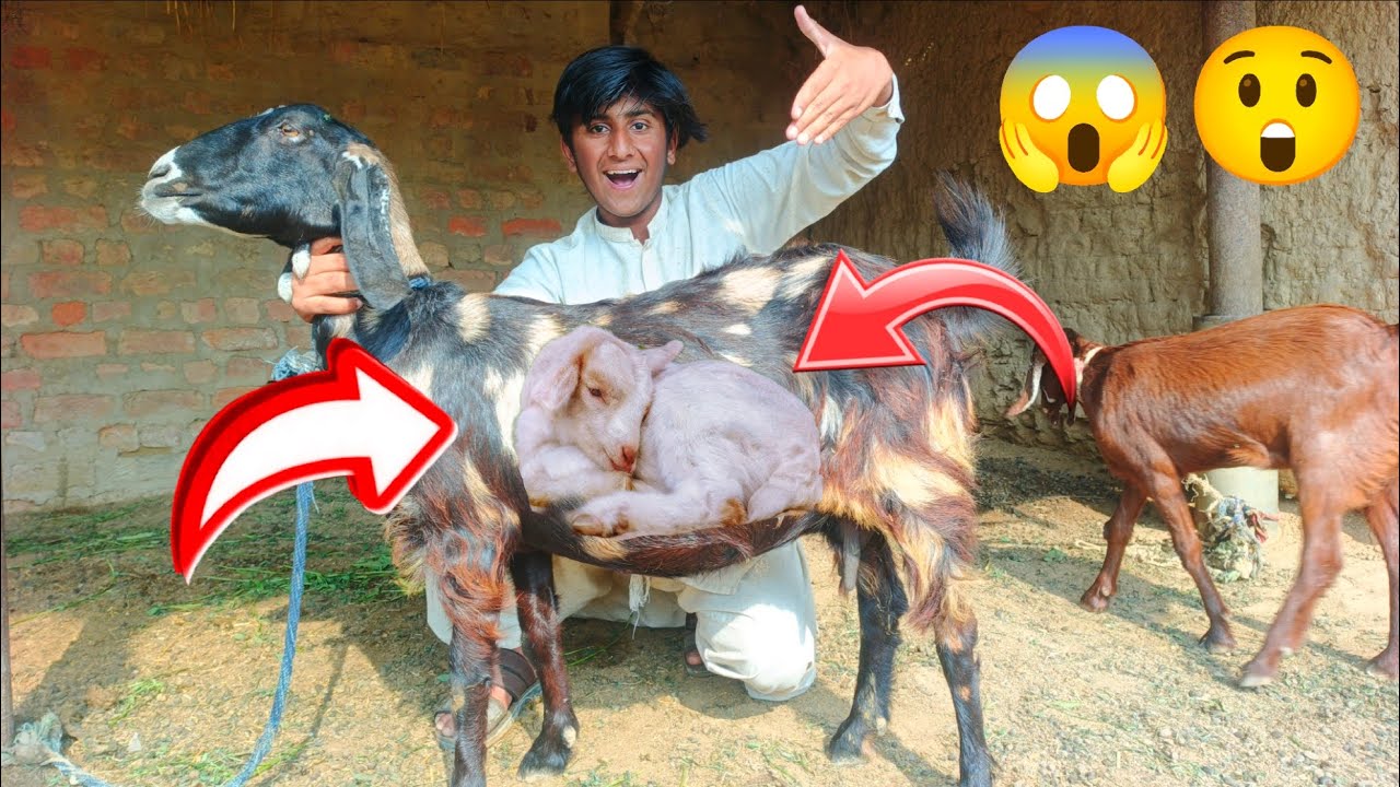 finally good news Mil Gaya 😲😱 | bakri ne bacha de deya | animal vlogs in the village | village life