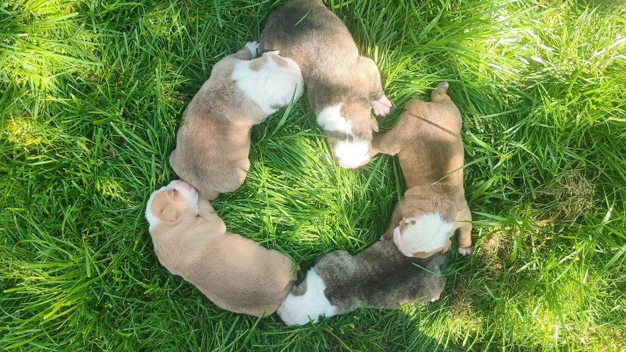 Yavru bulldoglar bahçede.