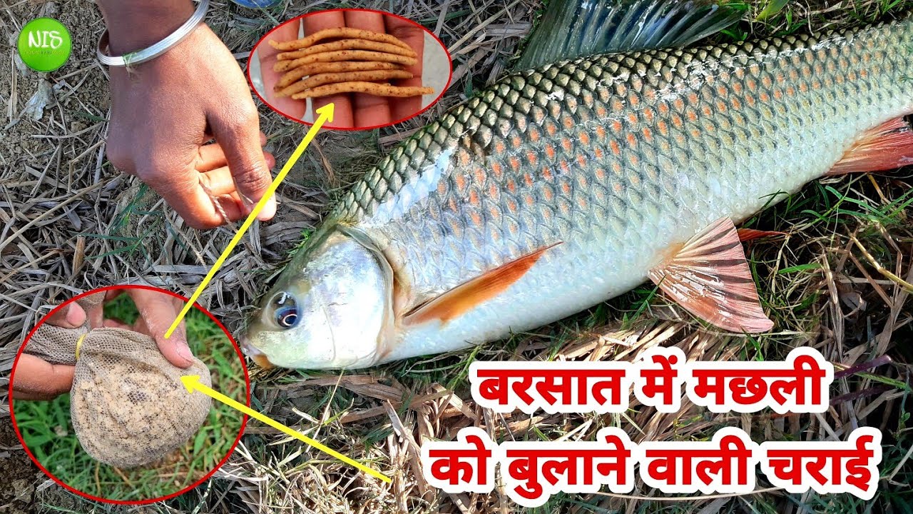 Barsaat Mein Machhali Ko Bulane Wali Charai | Rohu Machhali Ka Chara Aur Shikar Karne Ka Tarika