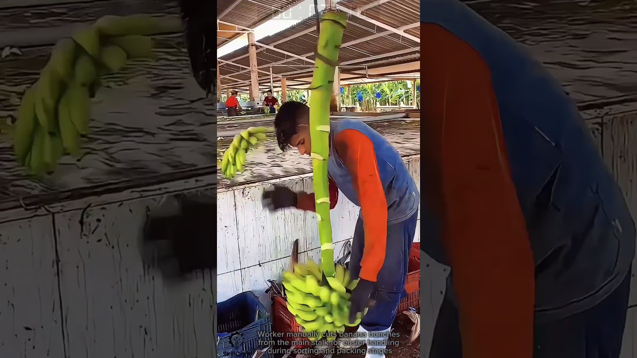 Manual Banana Bunch Separation for Post-Harvest Sorting