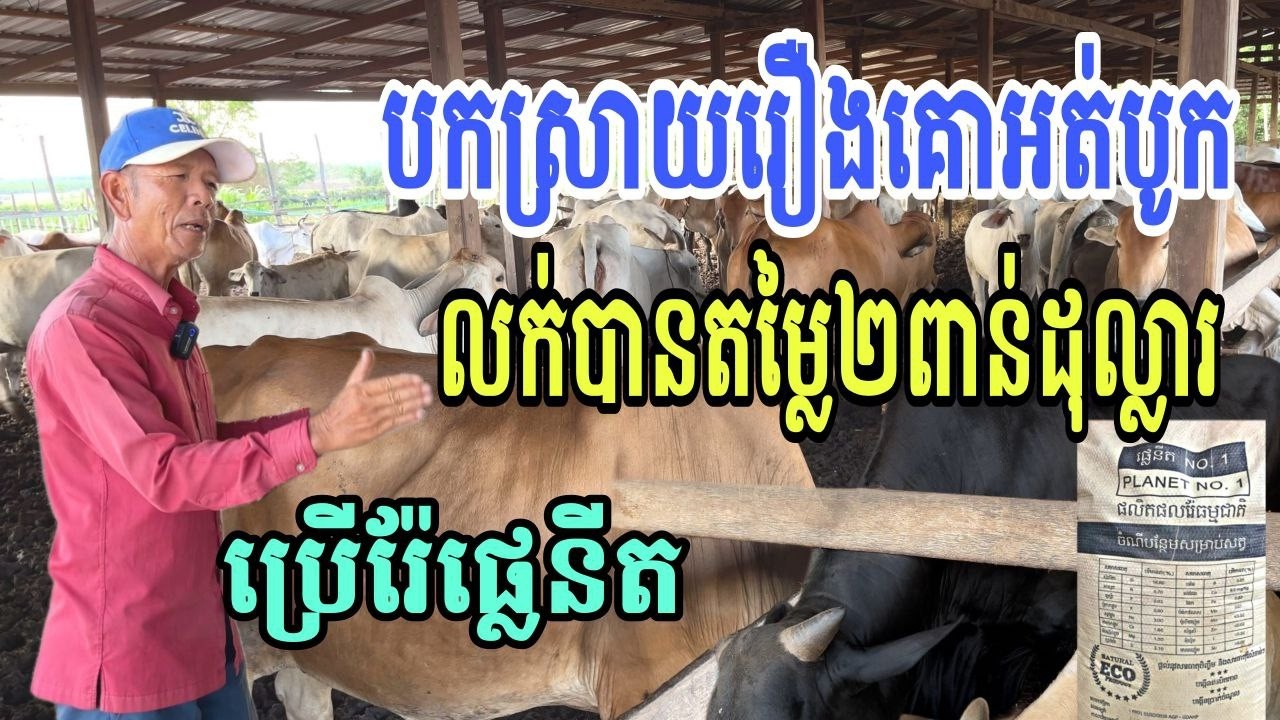គោអត់បូកនៅតែមានអ្នកមិនជឿថា លក់បាន២ពាន់ដុល្លារ ការប្រើរ៉ែផ្លេនីត