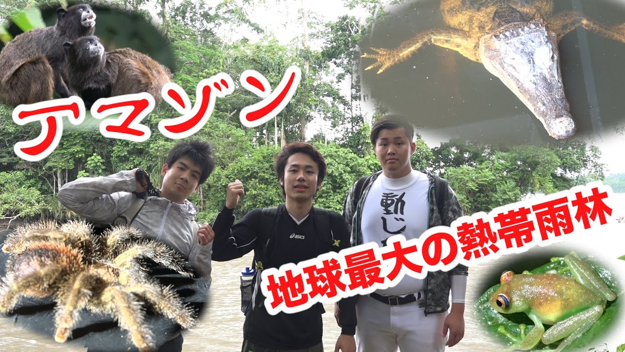 【アマゾン1】命がけ！！野生のワニ・タランチュラたちとマジで遭遇した…。