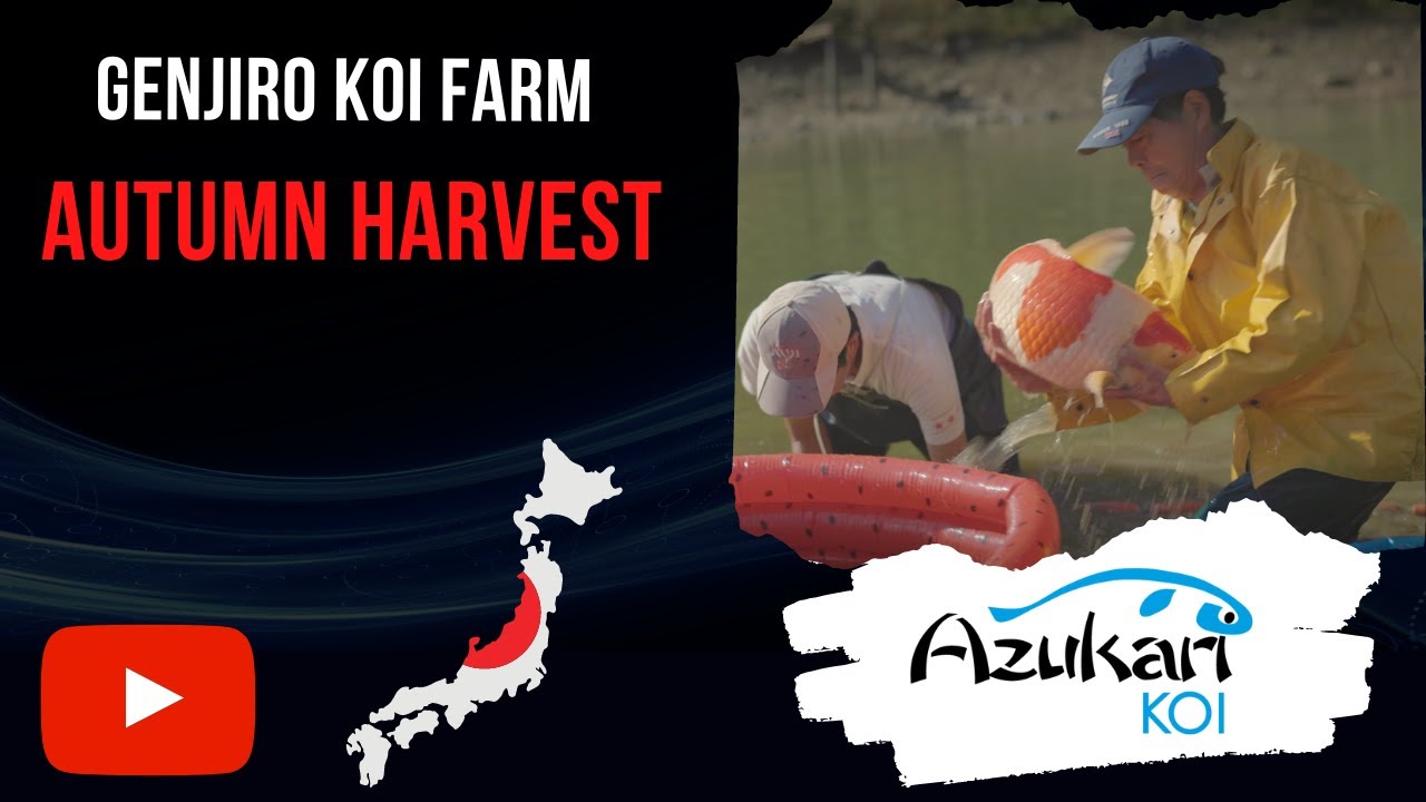 Genjiro Koi Farm Harvest 19-10-2022