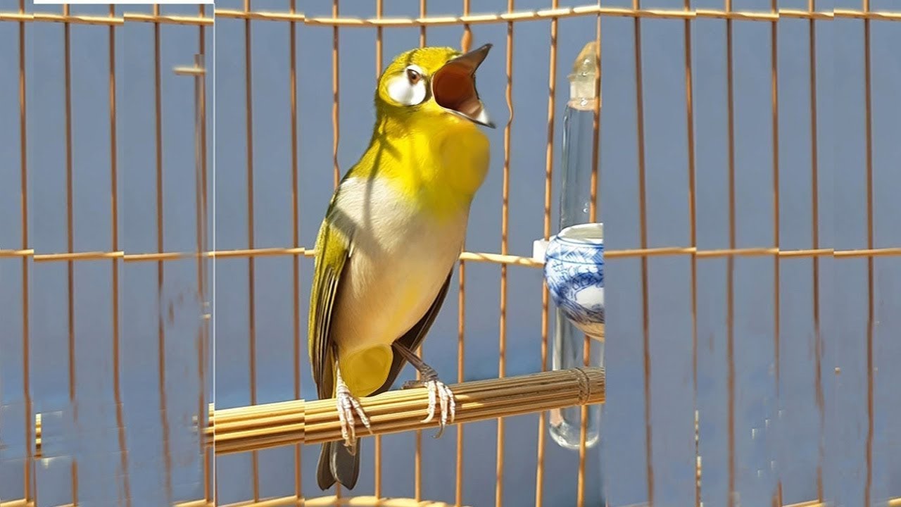 KHUYÊN MÁI  KÍCH TRỐNG NHANH LÍU SUNG NHẤT - khuyên mai ,khuyên mai kich trông