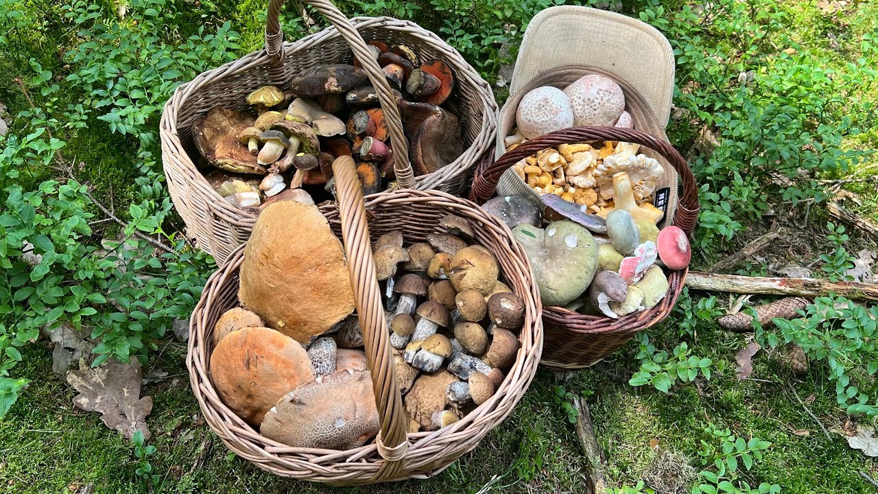 🌲🌲🌲🍄🍄🍄🌲🌲🌲 29.6.2024. Hřiby přívěskaté, dubové, smrkové, kováře + Kozáky habrové, dubové, Křemenáče