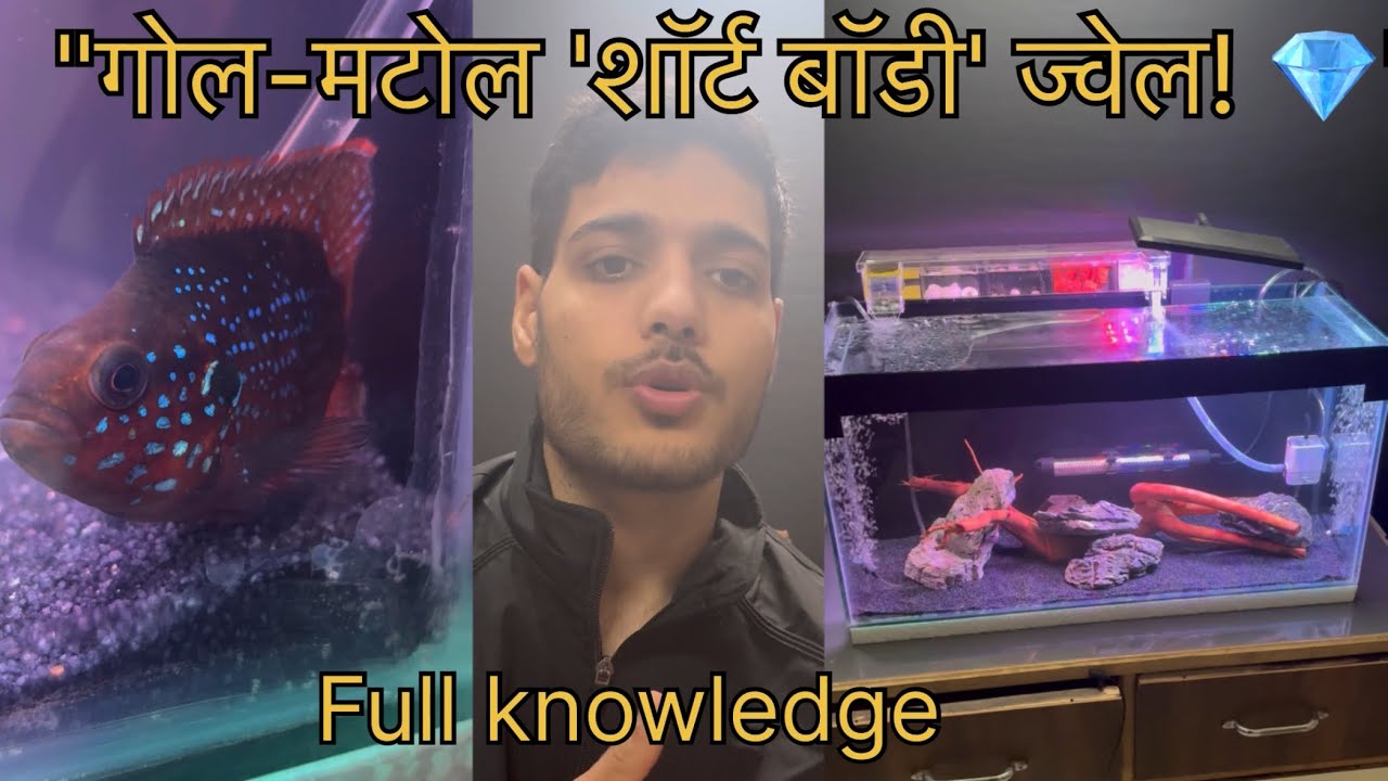 💎 Short Body Jewel Cichlid Full Care Guide
