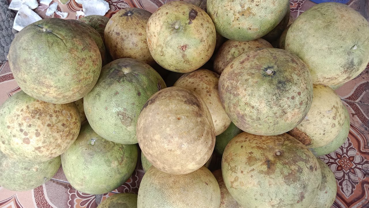 Siap Panen Jeruk Adasduku. 