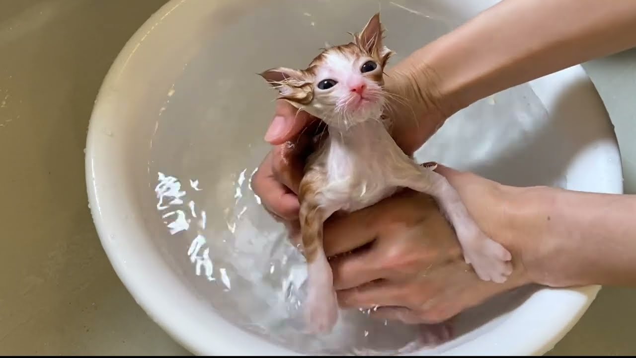 側溝にいた子猫を初めてお風呂に入れました【子猫成長記録#４】