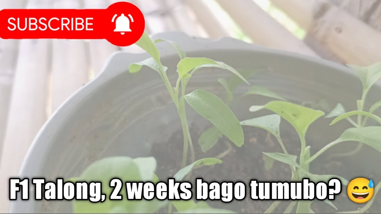 F1 talong, 2 weeks bago tumubo? 😅 #talong #eggplant