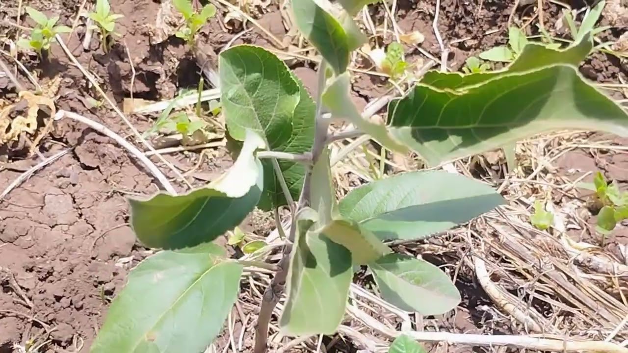 Wambugu Apple Farm Progress After 6 Weeks | Shocking Results!