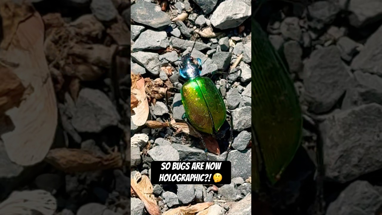 Holographic Bug #bugs #insects #hologram #holographic #lol #wow #scary #weird #wtf #noway