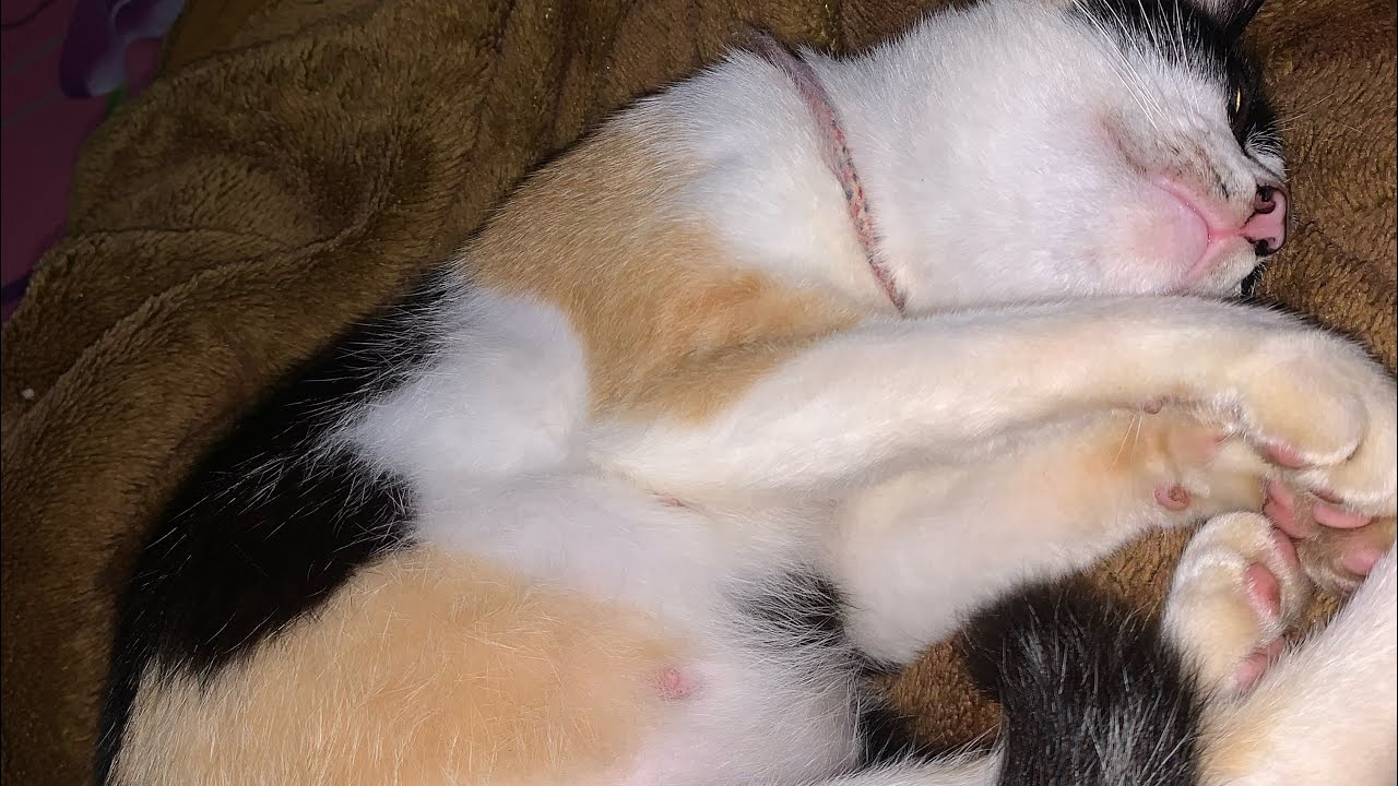 Ibu kucing mau melahirkan 😱?II 