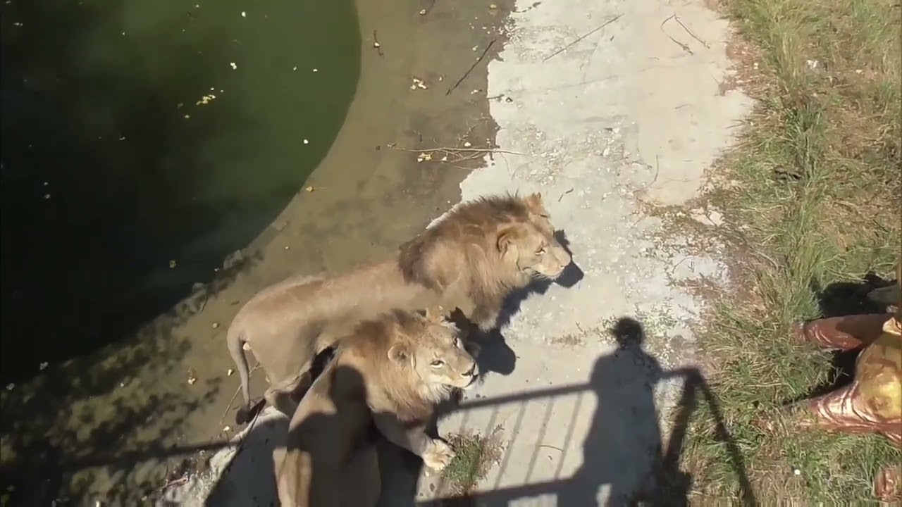 Юнцы такие дружные в саванне! Парк львов Тайган ❤️ 
