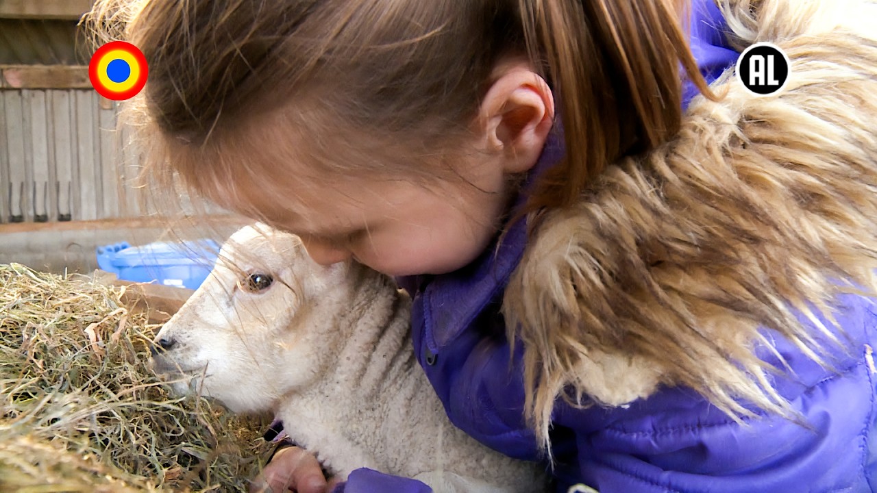🐑🐑 Eva zorgt voor de lammetjes | Dit ben ik | Kindertijd KRO-NCRV