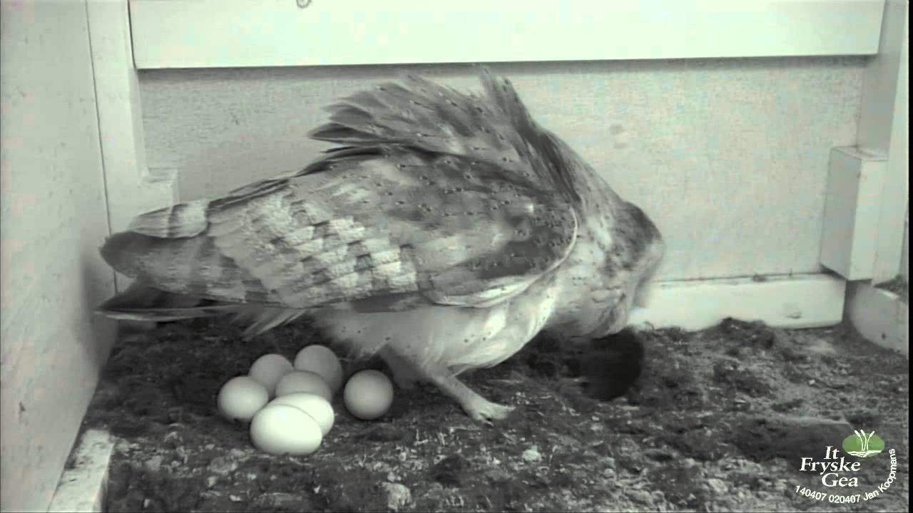 7 april. Kerkuilen paren en vrouwtje eet woelrat