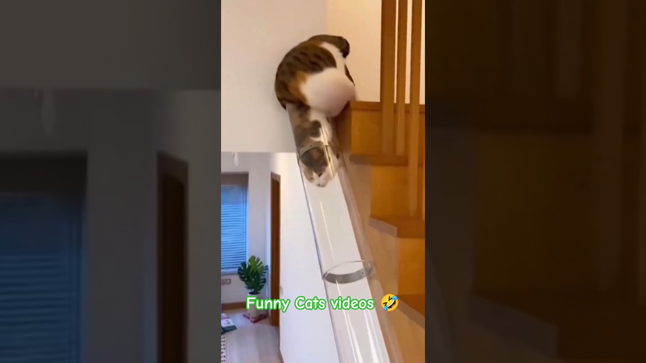 Funny videos Cats 