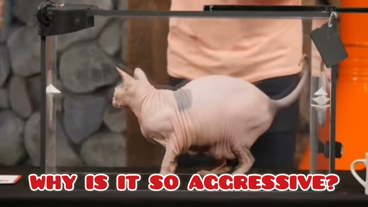 Rhett vs a hairless cat