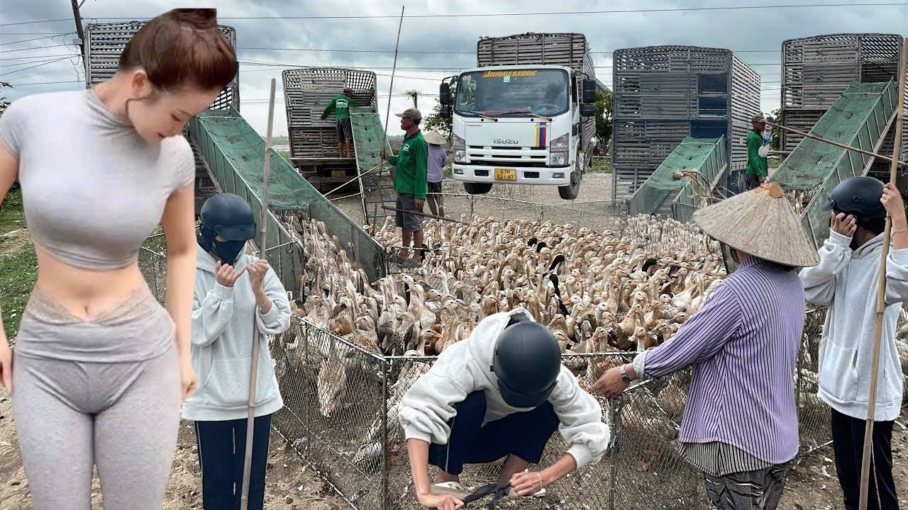 Pov Life : The Genius Method Behind Moving 10,000 Ducks in Vietnam” No Machines, Just Skill