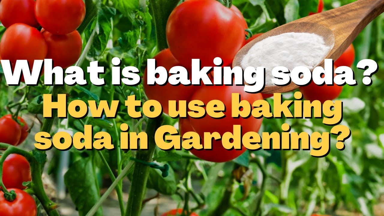 What is baking soda? How to use baking soda in Gardening?