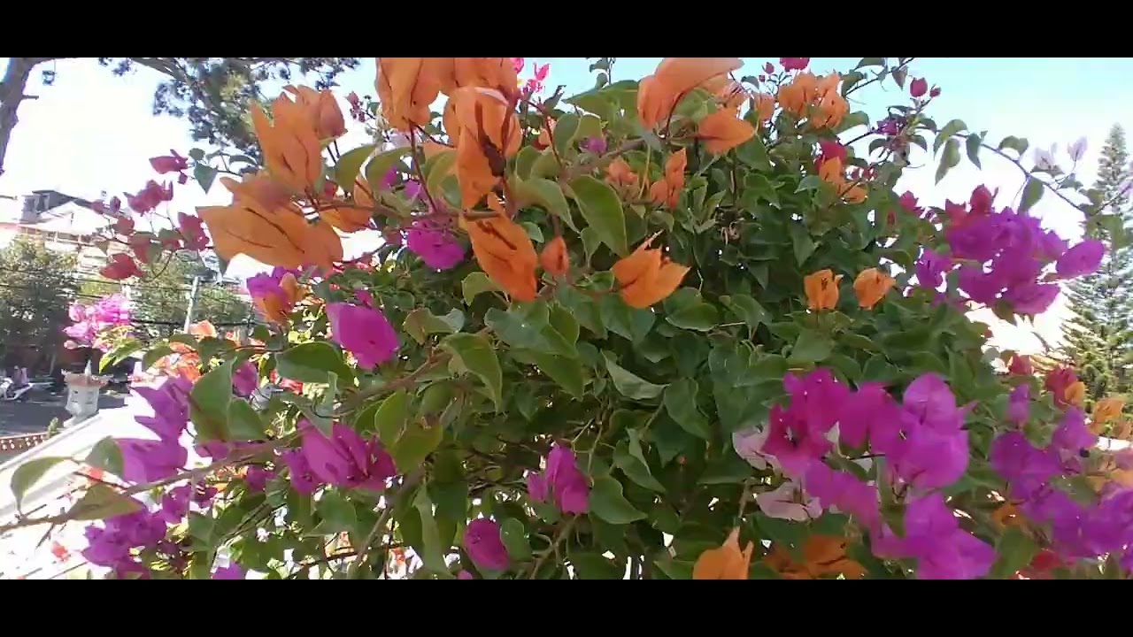 Dịu dàng những sắc hoa