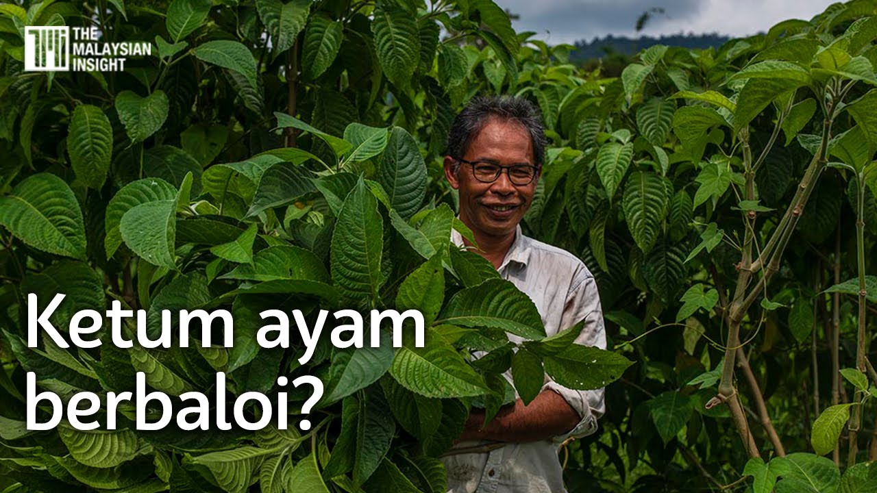 Ketum ayam buat najis ternakan kurang busuk, kata pelopor