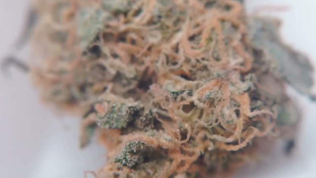 God Bud Marijuana Strain