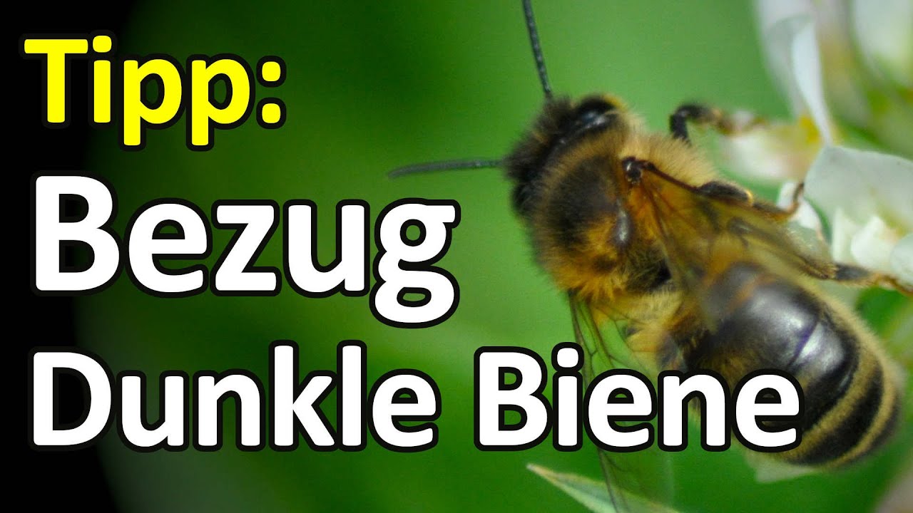Kauf-Tipp: Dunkle Biene in Deutschland kaufen, aber wo? Bezugsquelle Dunkle Bienen f&uuml;r Imker