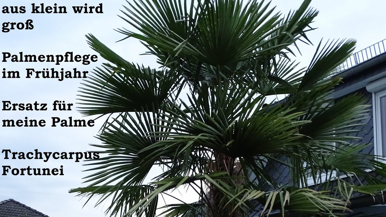 05.04.2023 Palmenpflege im Frühjahr