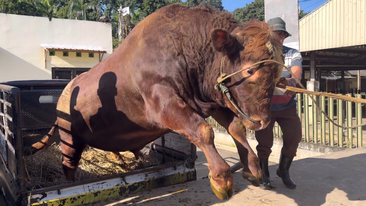 SAPI RAKSASA UNIK TURUN DARI TRUK LEBARAN RAMAI SEKALI ‼️🔥🔥🔥