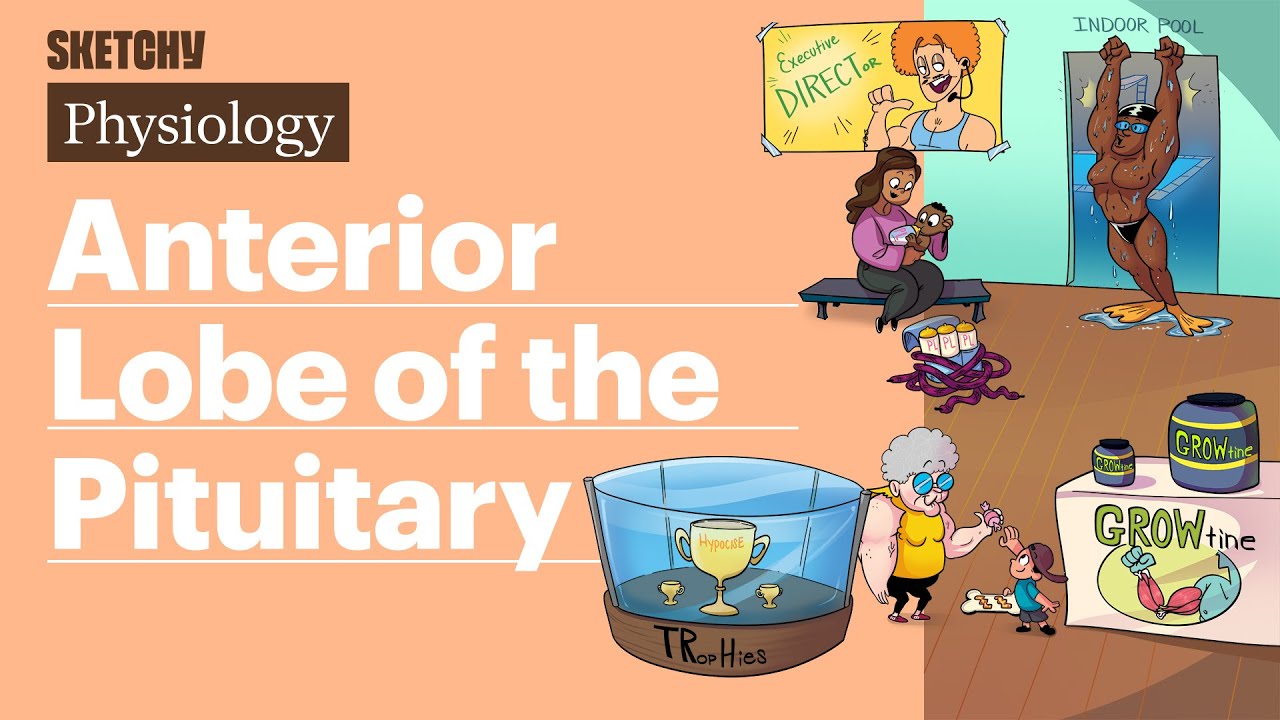 Anterior Lobe of the Pituitary (Physiology) | Sketchy Medical
