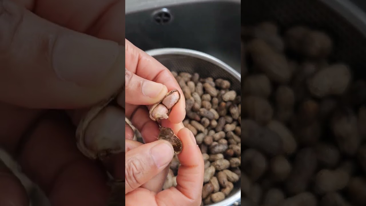 How to Crack Your PEANUTs Manually #shorts