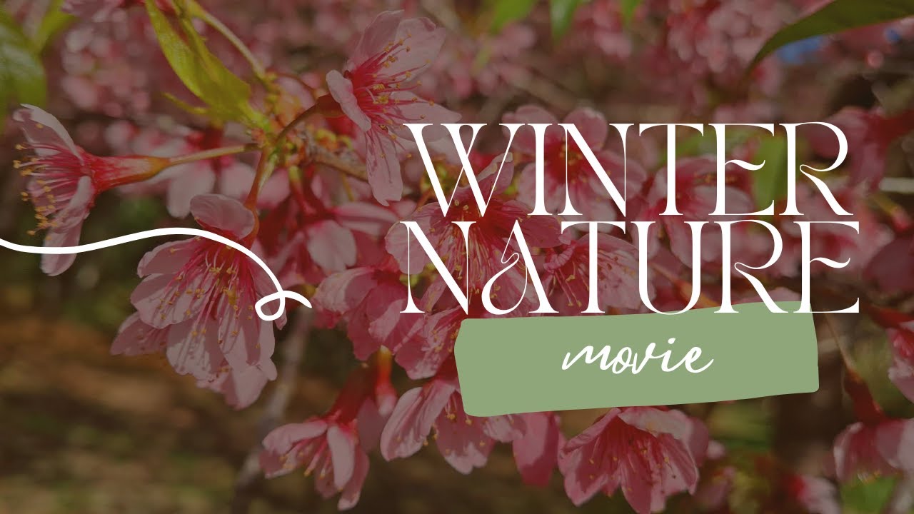 𝕎𝕚𝕟𝕥𝕖𝕣 ℕ𝕒𝕥𝕦𝕣𝕖 𝕄𝕠𝕧𝕚𝕖