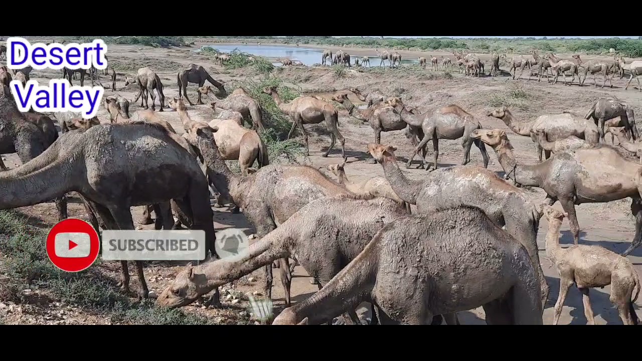 Camels Herd Eating Fresh Grass || Camels Get together || Camels with Camel Calf