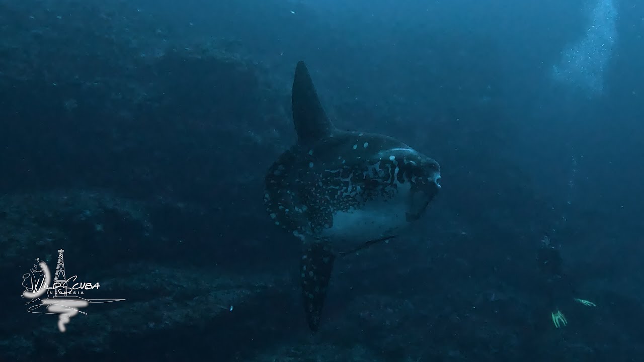 Mola Molas and Birthday Dives for Big Boss!