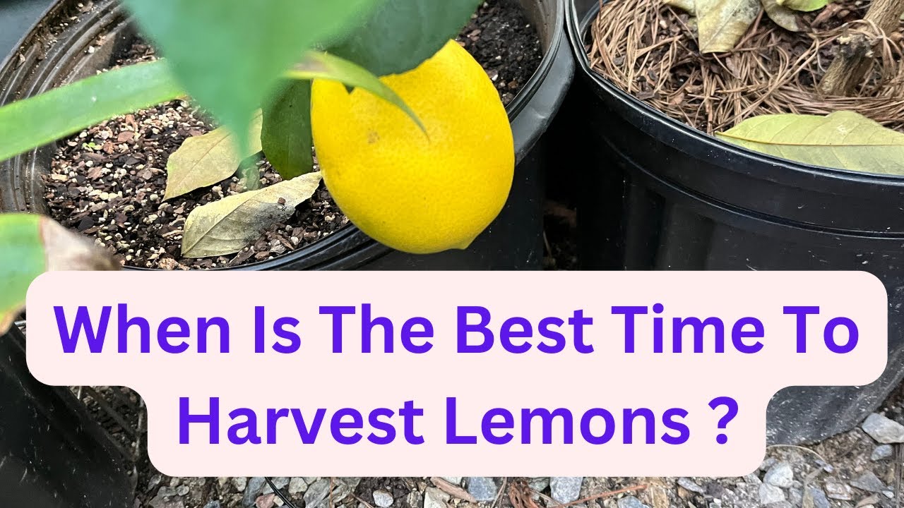 When Is The Best Time To Harvest Lemons?