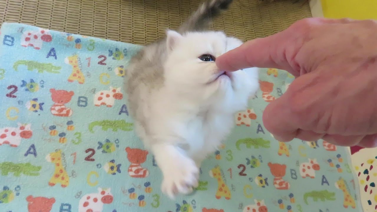 18 07 07 The N Litter Almost 5 Weeks Old