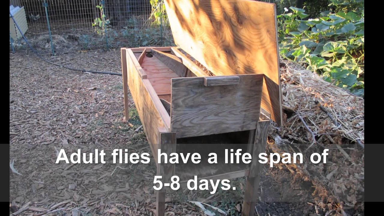 Building A Black Soldier Fly Larvae Bin Using Recycled Materials