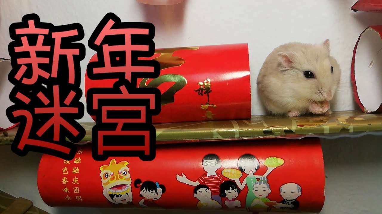 [DIY]Hamster Chinese New Year Maze| [DIY] 倉鼠新年主題迷宮