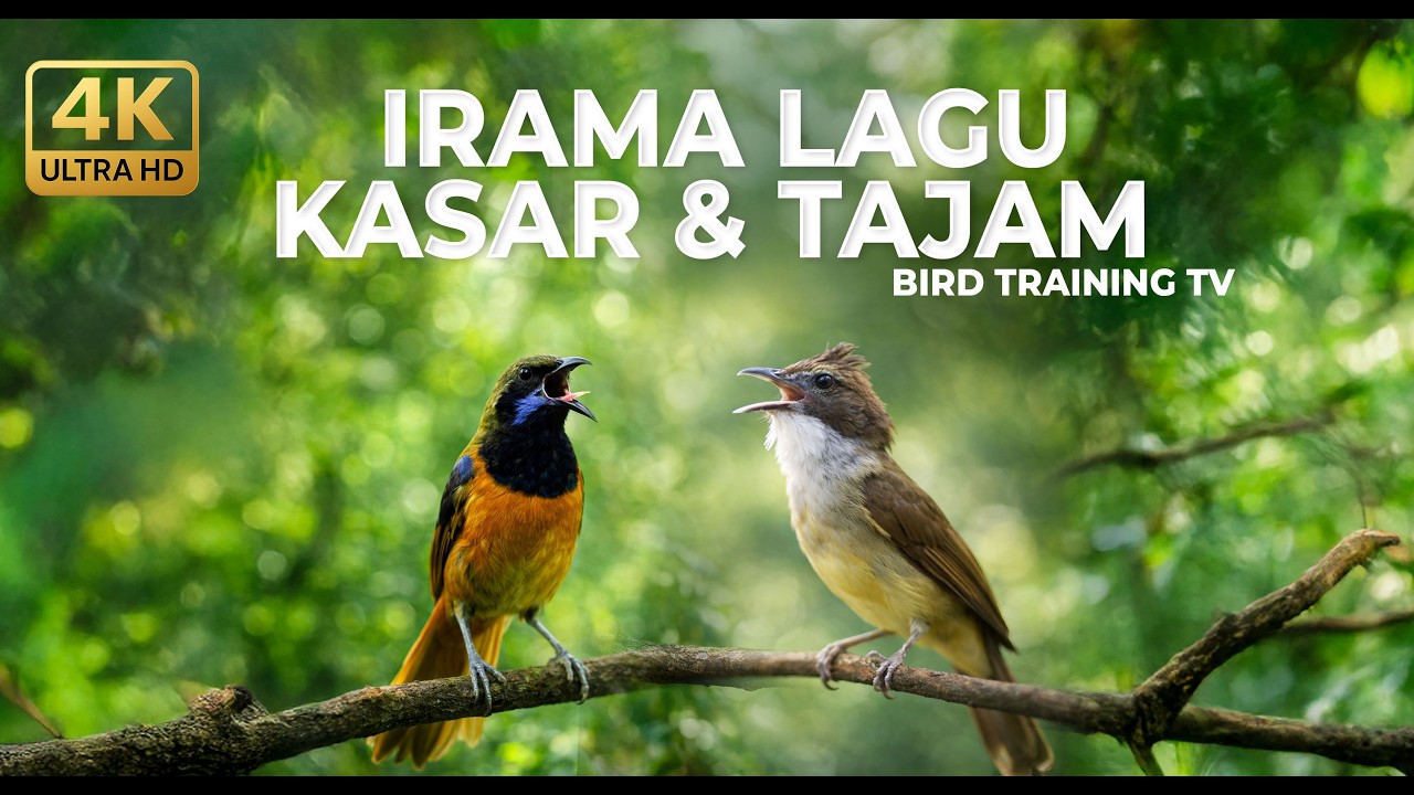 🔴Live Masteran Spesial Irama Lagu Speed Kasar Tajam Cucak Cungkok Gacor vs Cucak Jenggot Speed Rapat