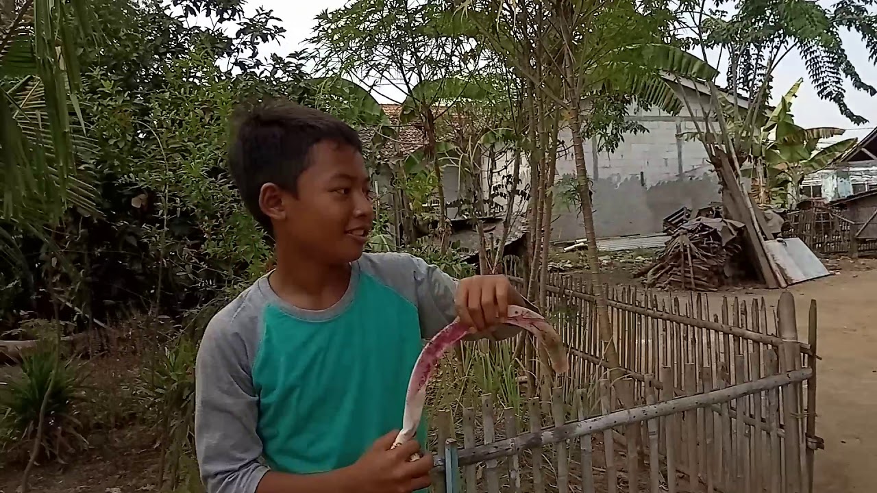 Tawuran sadis