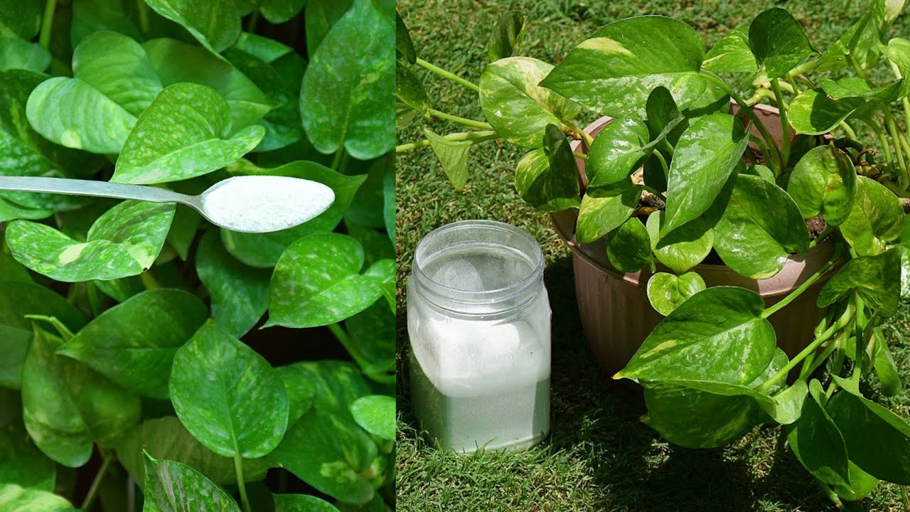 ZERO COST FERTILIZER FOR PLANTS | BEST ORGANIC FERTILZER FOR ANY PLANT | RM GARDEN