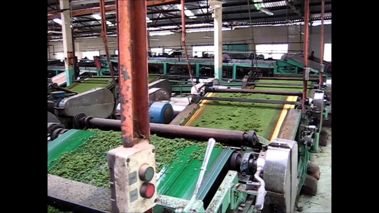 KTDA Tea Factory